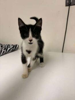 Checkers -  Domestic Short Hair Cat for Adoption in Lock Haven, Pennsylvania - Checkers | PetCurious