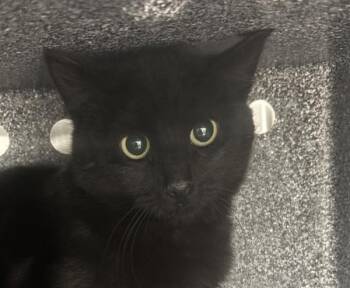 Domestic Short Hair Cats Available for Adoption in Golden, Colorado - Amaterasu | PetCurious