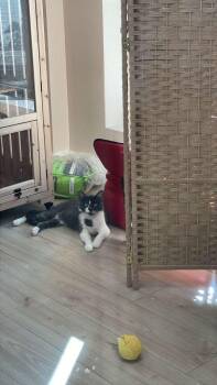 Rescue Tabby Cats for Adoption in Miami, Florida - Alaric | PetCurious