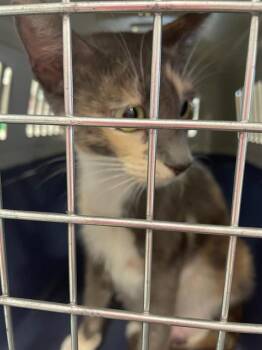 Rescue Domestic Short Hair Cats for Adoption in Palmetto, Florida - A132200 | PetCurious