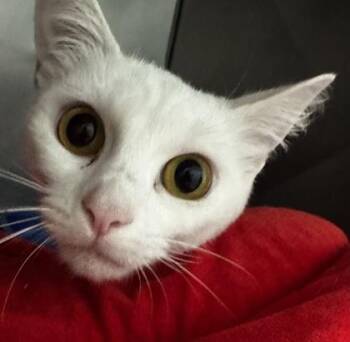 Analise -  Domestic Short Hair Cat for Adoption in Fishers, Indiana - Analise | PetCurious