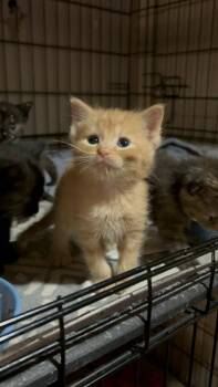 Rogan Ro. -  Domestic Short Hair Cat for Adoption in West Peoria, Illinois - Rogan Ro. | PetCurious