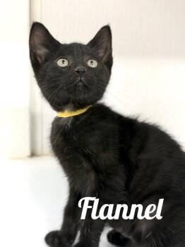 Flannel -  Domestic Short Hair Cat for Adoption in Manistee, Michigan - Flannel | PetCurious