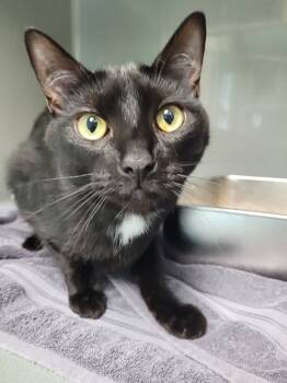 Rescue Domestic Short Hair Cats for Adoption in New Bern, North Carolina - PIERRE (m) | PetCurious