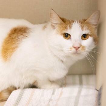Domestic Short Hair Cats Available for Adoption - Shakira | PetCurious