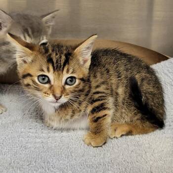 Saffron -  Domestic Short Hair Cat for Adoption in Lake Panasoffkee, Florida - Saffron | PetCurious