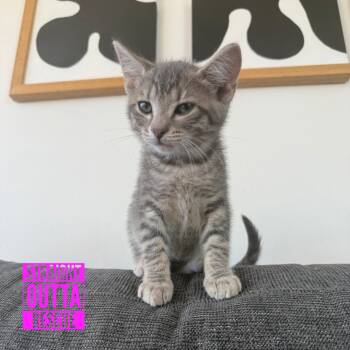 Pat Benaclaw -  Domestic Short Hair Cat for Adoption in Vancouver, British Columbia - Pat Benaclaw | PetCurious