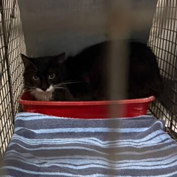 YORK-Stray-17038 -  Domestic Medium Hair Cat for Adoption in York, Pennsylvania - YORK-Stray-17038 | PetCurious