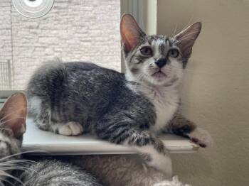 Juicy Love Dion -  American Shorthair Cat for Adoption in Austin, Texas - Juicy Love Dion | PetCurious