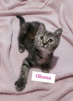Ohana -  Torbie Cat for Adoption in Saginaw, Michigan - Ohana | PetCurious