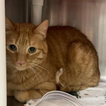 Merci -  Domestic Short Hair Cat for Adoption in Salt Lake City, Utah - Merci | PetCurious
