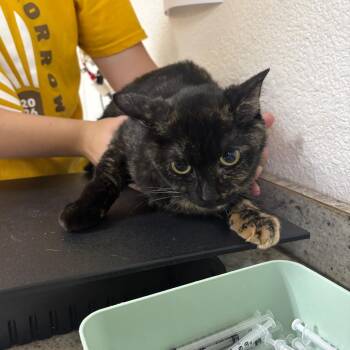 Mamma Bear -  Domestic Short Hair Cat for Adoption in Spokane, Washington - Mamma Bear | PetCurious