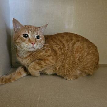 Finn -  Domestic Short Hair Cat for Adoption in Conway, New Hampshire - Finn | PetCurious