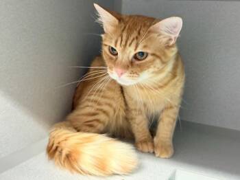 Billy Jr -  Domestic Long Hair Cat for Adoption in New York, New York - Billy Jr | PetCurious