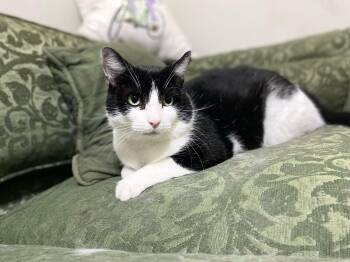 Rescue Domestic Short Hair Cats for Adoption in Pikesville, Maryland - Bingo | PetCurious