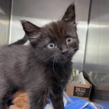 Domestic Short Hair Cats Available for Adoption in Vieques, Vieques - Alabaster | PetCurious