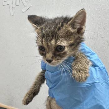 Domestic Short Hair Cats Available for Adoption in Newark, New Jersey - Eustace | PetCurious
