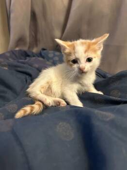 Domestic Short Hair Cats Available for Adoption in Parma Heights, Ohio - Cider  | PetCurious