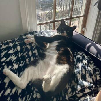 White Socks -  Domestic Short Hair Cat for Adoption in New York, New York - White Socks | PetCurious