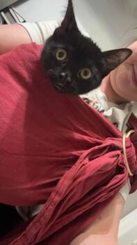 Domestic Short Hair Cats Available for Adoption - Mavis- JM | PetCurious