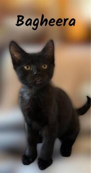 Bagheera -  Domestic Short Hair Cat for Adoption in Auburn, California - Bagheera | PetCurious