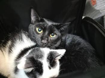 Espresso -  Domestic Short Hair Cat for Adoption in New York, New York - Espresso | PetCurious