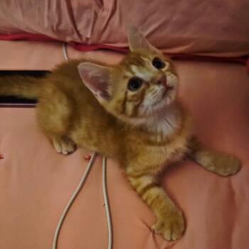 Rescue Domestic Short Hair Cats for Adoption in North Port, Florida - Georgie | PetCurious