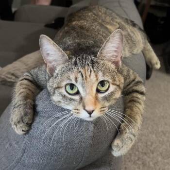 Gingerbread -  American Shorthair Cat Available for Adoption in Raleigh, North Carolina - Gingerbread | PetCurious