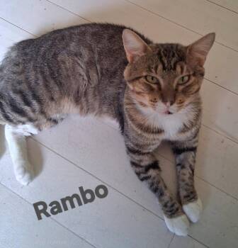 Rambo -  Domestic Short Hair Cat for Adoption in Longwood, Florida - Rambo | PetCurious