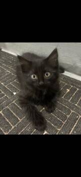 Spice -  Domestic Medium Hair Cat for Adoption in Poplar Grove, Illinois - Spice | PetCurious