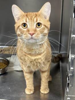 Domestic Short Hair Cats Available for Adoption - COUS COUS | PetCurious