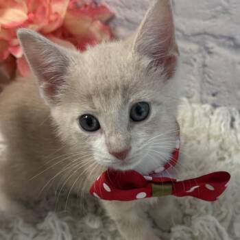 Jack -  Domestic Short Hair Cat for Adoption in Harrisonburg, Virginia - Jack | PetCurious