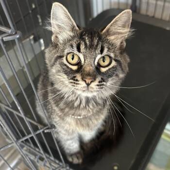 Dixie -  Domestic Medium Hair Cat for Adoption in Gainesville, Texas - Dixie | PetCurious
