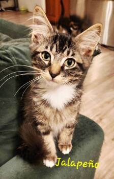 Rescue Domestic Long Hair Cats for Adoption in Miami, Oklahoma - Jalapeo | PetCurious