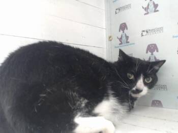 ROMEO -  Domestic Short Hair Cat for Adoption in Orlando, Florida - ROMEO | PetCurious