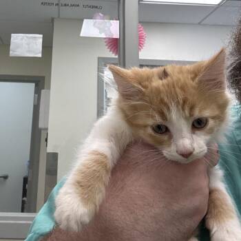 Fudd -  Domestic Medium Hair and Domestic Short Hair Cat for Adoption in Galax, Virginia - Fudd | PetCurious