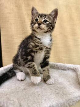 Domestic Short Hair Cats Available for Adoption in Austin, Texas - Hermes | PetCurious
