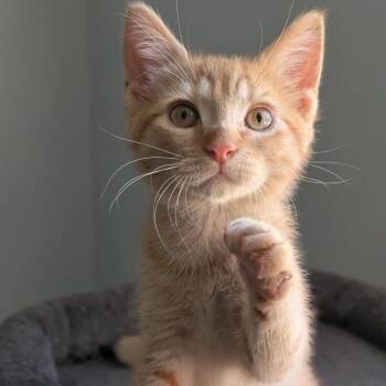 Lanolin -  Domestic Short Hair Cat for Adoption in Middleton, Wisconsin - Lanolin | PetCurious