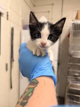 Evan -  Domestic Short Hair Cat for Adoption in Fruit Heights, Utah - Evan | PetCurious