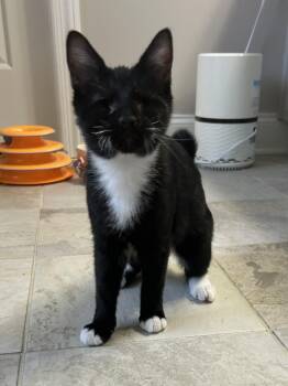 Matilda -  Domestic Short Hair Cat for Adoption in Murfreesboro, Tennessee - Matilda | PetCurious