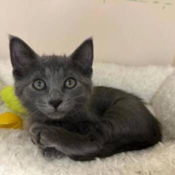 Booker MD 0626 -  Domestic Short Hair Cat for Adoption - Booker MD 0626 | PetCurious