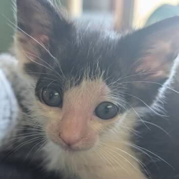 Cheese -  Domestic Short Hair Cat for Adoption in Portage, Michigan - Cheese | PetCurious