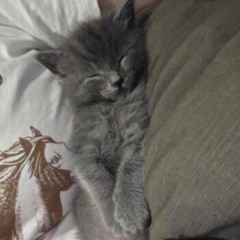 BamBam -  Domestic Short Hair Cat for Adoption in Wilmington, Delaware - BamBam | PetCurious