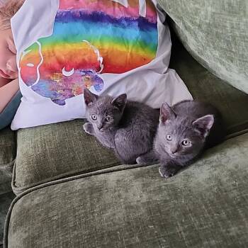 Silverstream -  Domestic Short Hair Cat for Adoption in Belfair, Washington - Silverstream | PetCurious