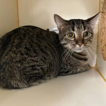 Bella -  Domestic Short Hair Cat for Adoption in Tulsa, Oklahoma - Bella | PetCurious