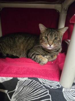 CHONK -  Domestic Short Hair Cat for Adoption in Derwood, Maryland - CHONK | PetCurious