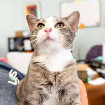 Rescue Domestic Short Hair Cats for Adoption in Greensboro, Georgia - Silver | PetCurious
