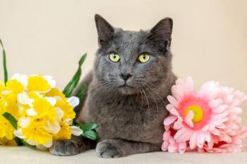 Domestic Short Hair Cats Available for Adoption - Rudolph | PetCurious