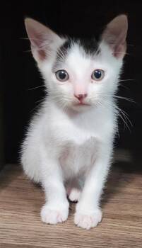 94782A Alfred -  Domestic Short Hair Cat for Adoption in North Charleston, South Carolina - 94782A Alfred | PetCurious