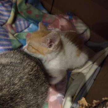 Kid -  Domestic Short Hair Cat for Adoption in Normal, Illinois - Kid | PetCurious